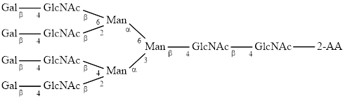 A4G4 glycan, 2-AA labelled